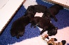  - les chiots ont 3 semaines <3 <3 <3