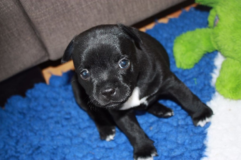 Ohanabulls - Staffordshire Bull Terrier - Portée née le 18/02/2015